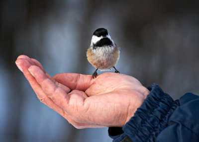 chickadee