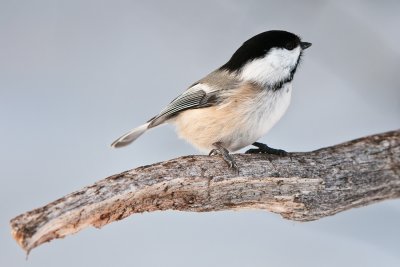 chickadee