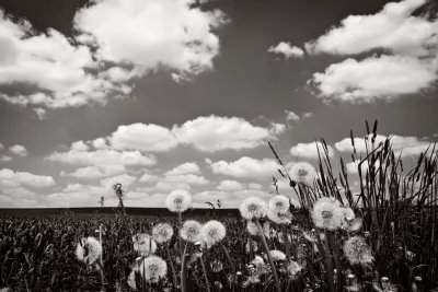 Mennonite Country