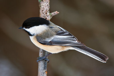 Black-capped Chickadee