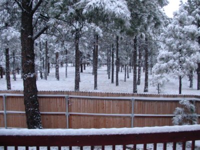 Back yard