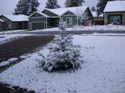 Christmas tree in front yard
