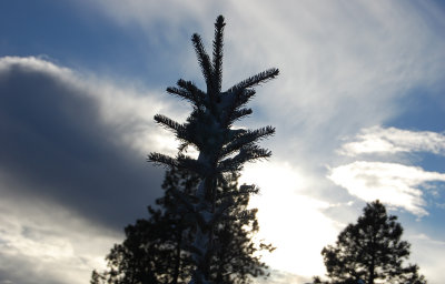 Christmas Tree / Winter sky