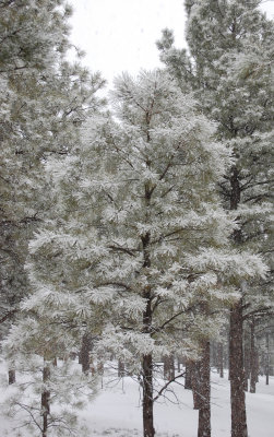 Frosty