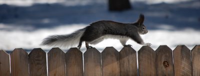 Fence running