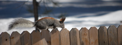 Fence walker