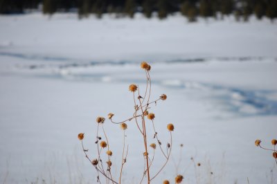 winter weeds