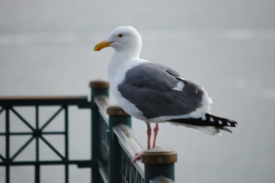 BirdWatching