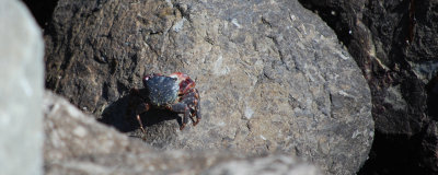 Crabby at Sausalito!