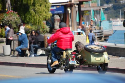 Dog having fun in Sausalito