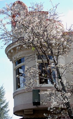 Turret and blooms in Sausalito