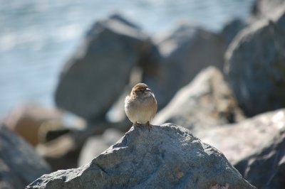On the rocks