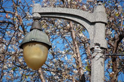 Lamp and blossoms, Sausalito