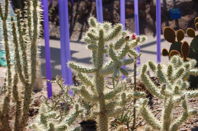Cholla and spikes