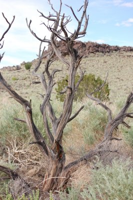 Old tree