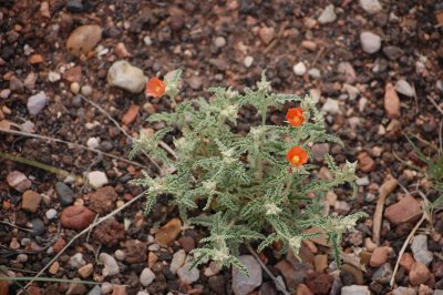 Pretty orange