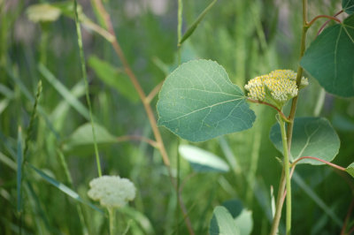Aspen leaf