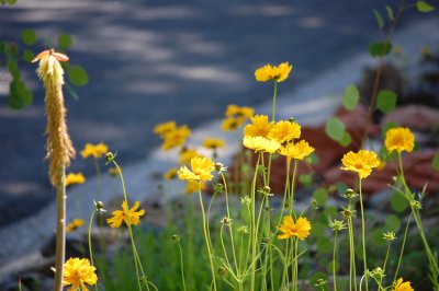 yellow 2
