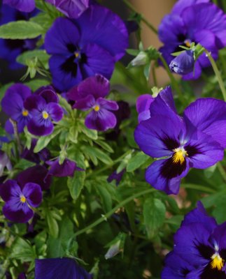 Purples