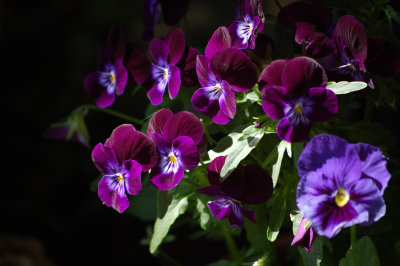 purple one