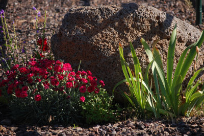 rock and flowers