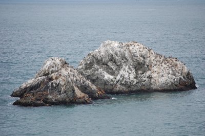 seals and birds