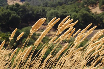 Reeds