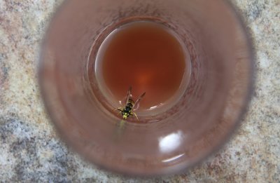 the wasp in my juice