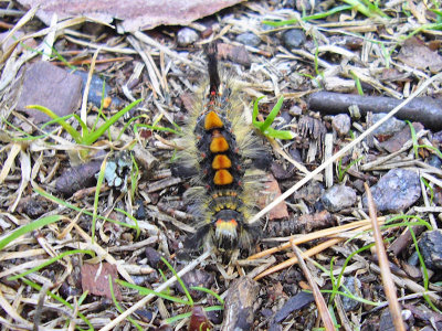 Aprikostofsspinnare - Orgyia antiqua - Vapourer