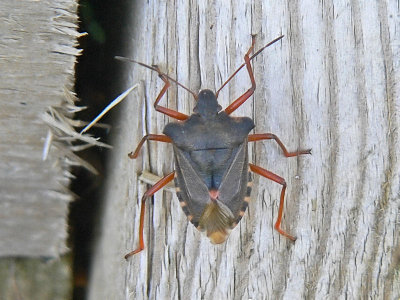 Rödbent bärfis - Pentatoma rufipes - Forest Bug