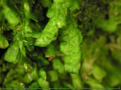 Radula complanata - Samboradula - Even Scalewort