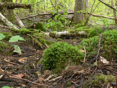 Plagiochila porelloides - Liten brkenmossa - Lesser Featherwort