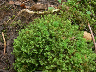 Plagiochila porelloides - Liten brkenmossa - Lesser Featherwort