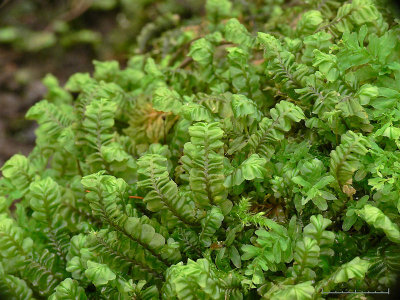 Plagiochila porelloides - Liten brkenmossa - Lesser Featherwort