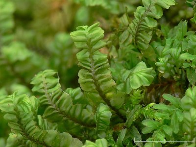 Plagiochila porelloides - Liten brkenmossa - Lesser Featherwort