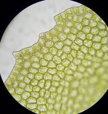 Plagiochila porelloides - Liten brkenmossa - Lesser Featherwort