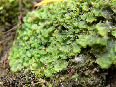 Pellia epiphylla - Fickpellia - Overleaf Pellia