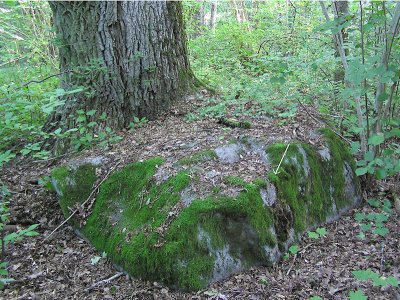 Plagiomnium cuspidatum - Lundpraktmossa - Woodsy Thyme-moss