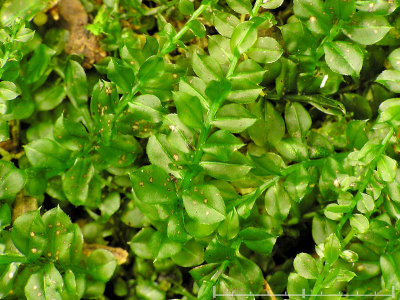 Plagiomnium cuspidatum - Lundpraktmossa - Woodsy Thyme-moss