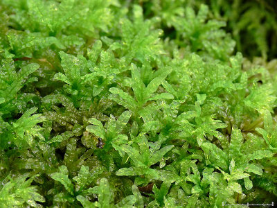 Plagiomnium undulatum - Vgig praktmossa - Hart's-tongue Thyme-moss