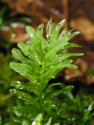 Plagiomnium undulatum - Vgig praktmossa - Hart's-tongue Thyme-moss