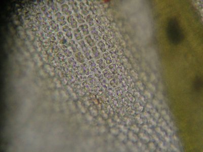 Racomitrium elongatum - Sprraggmossa - Long Fringe-moss