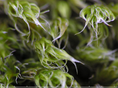 Racomitrium lanuginosum - Gr raggmossa - Woolly Fringe-moss