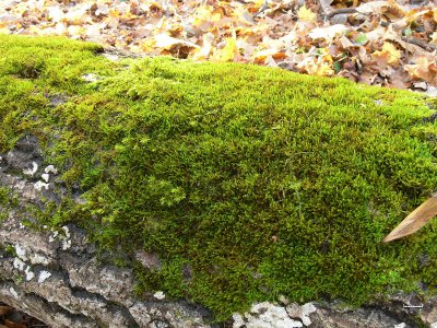 Pseudoleskeella nervosa - Spetsig dvrgbgmossa - Nerved Leskea