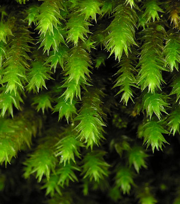 Leucodon sciuroides - Allmossa - Squirrel-tail Moss