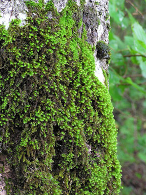 Leucodon sciuroides - Allmossa - Squirrel-tail Moss