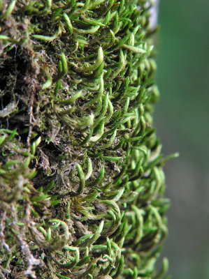 Leucodon sciuroides - Allmossa - Squirrel-tail Moss
