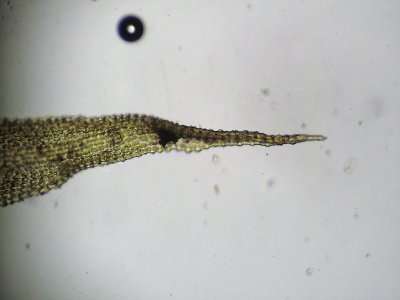 Orthotrichum affine - Strimhttemossa - Wood Bristle-moss