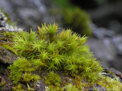 Orthotrichum affine - Strimhttemossa - Wood Bristle-moss