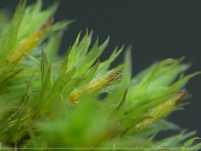 Orthotrichum affine - Strimhttemossa - Wood Bristle-moss